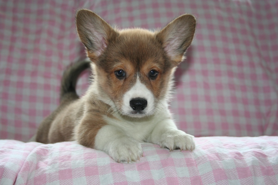 Puppies